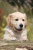 GOLDEN RETRIEVER 270